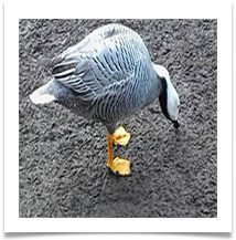 JH EMPEROR GOOSE.JPG - Jan Hodson